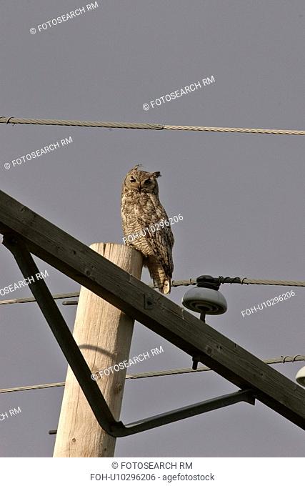 southern, horned, scenic, powerpole, owl, great