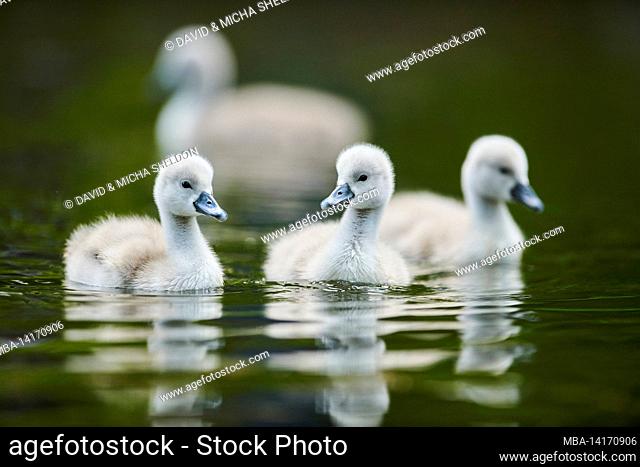 mute swan (cygnus olor), chick swimming on a lake, bavaria, germany