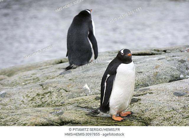 Gentoo penguins (Pygoscelis papua), Petermann Island, Antarctica
