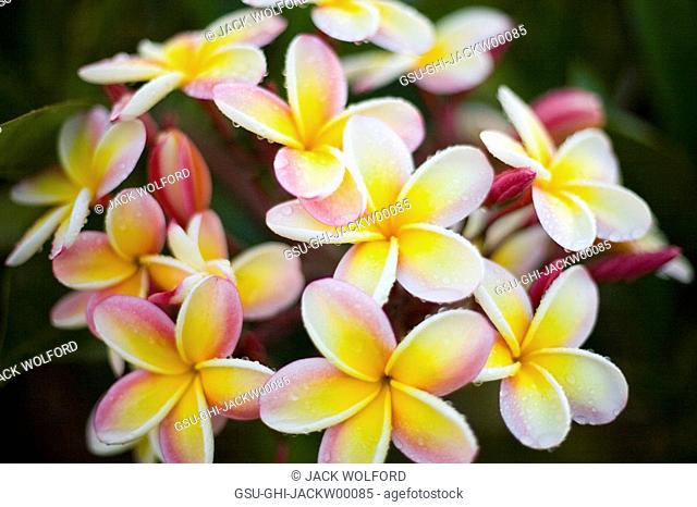 flowers, nature, hawaii