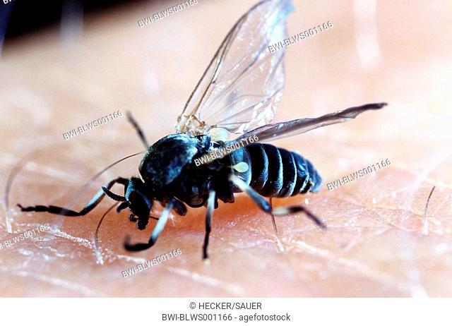 black fly, blackfly Simulium spec, imago, sucking