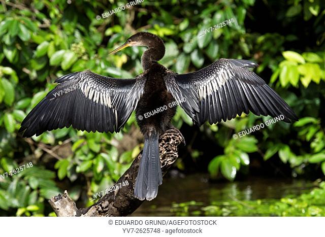 Neotropical cormorant with outstretched wings to dry them (Phalacrocorax auritus). Tortuguero, Costa Rica, Central America