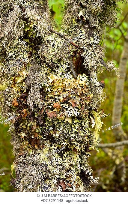 Lichens foliose and fruticulose (Cetraria, Pseudevernia and Usnea) on an oak tree. This photo was taken in Muniellos Biosphere Reserve, Asturias, Spain