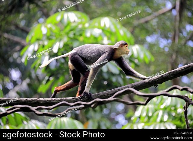 Douc (Pygathrix nemaeus), adult climbing tree