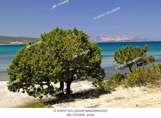 Mediterranean dwarf cypress (Cupressa sp) on sandy coastline, Santa Anna, Pineta, Sardinia, Italy, Europe