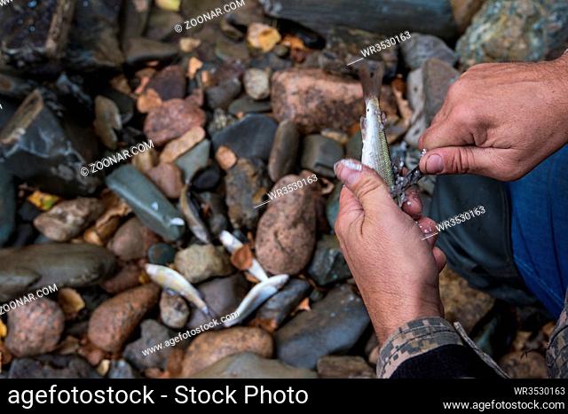 Fisherman cleaning grayling fish by knife at outdoors