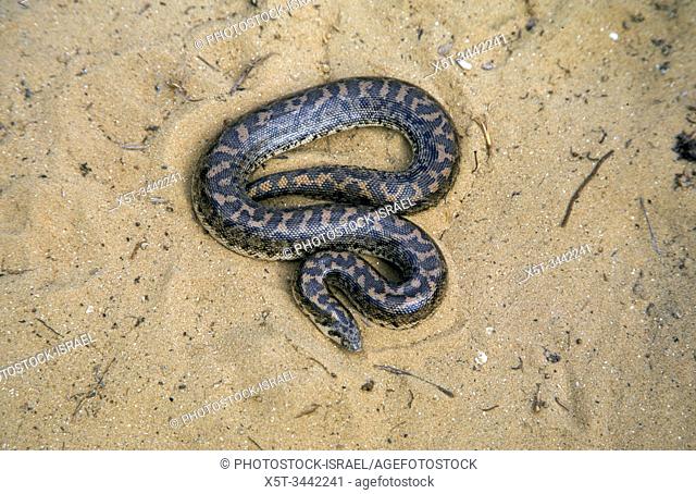 Javelin sand boa (Eryx jaculus) in the sand. This snake is found in Eastern Europe, the Caucasus, the Middle East, and Africa. Photographed in Israel