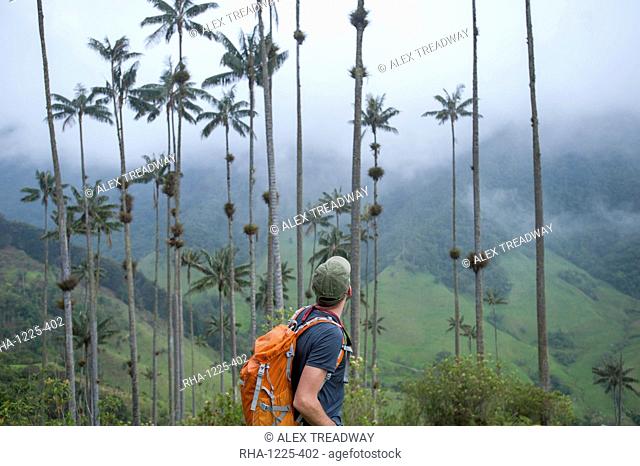 The Cocora valley stretches east of Salento into the lower reaches of Los Nevados, Zona Cafetera, Colombia, South America