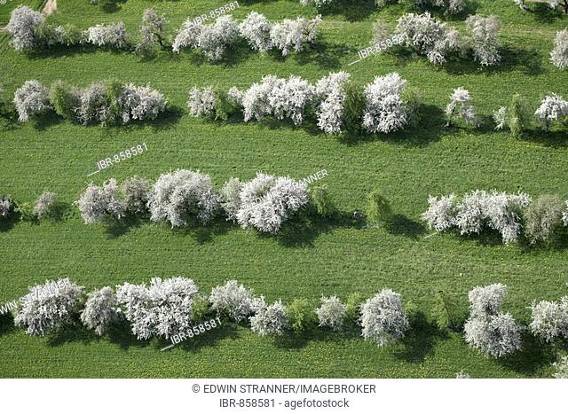 Fruit trees in bloom near Lendorf, aerial view, Drautal Valley, Carinthia, Austria, Europe