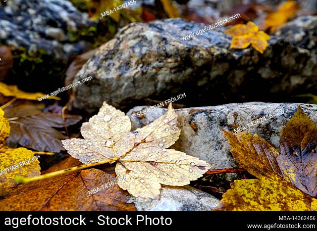 Maple leaf on the bank of the Rißbach in the middle of the Karwendel near the Ahornboden, between stones and with raindrops, bottom side up