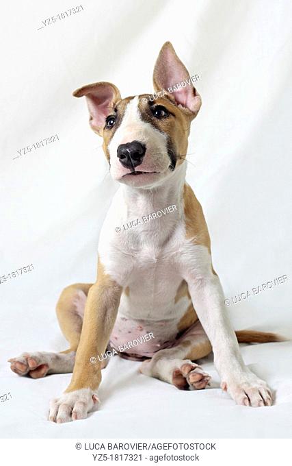 Puppy Bull Terrier on white background - Milan, italy