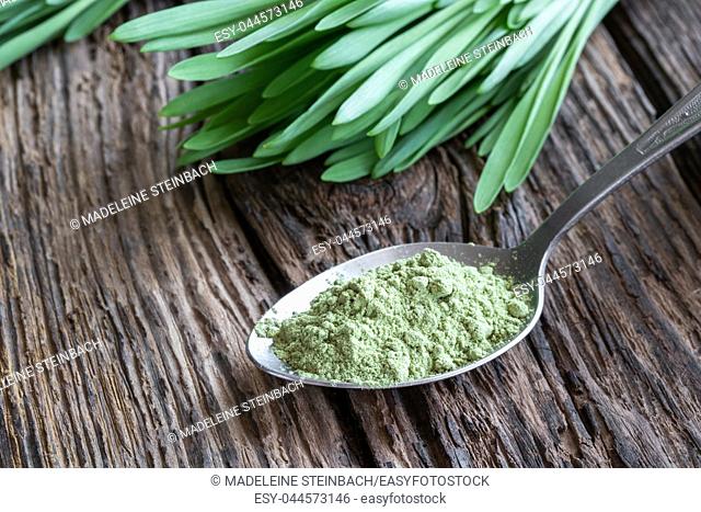 Barley grass powder on a spoon with fresh blades in the background