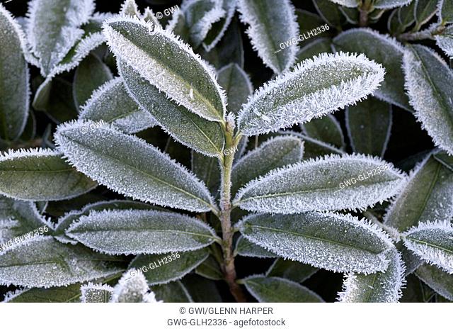 PRUNUS LAUROCERASUS 'MOUNT VERNON' FOLIAGE WITH FROST