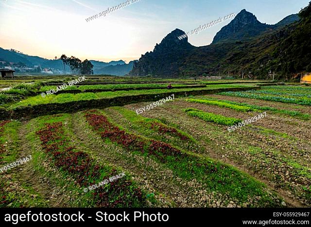 Farmland and agriculture at Dong Van in Vietnam
