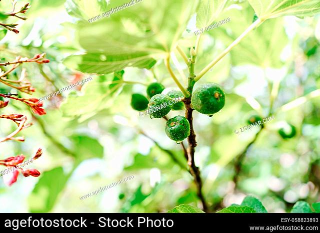 Close-up of green fig fruit in raindrops on tree branches. High quality photo