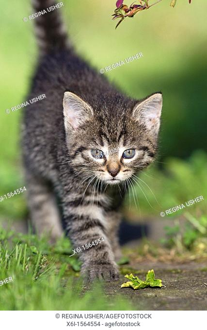 Kitten, walking down garden path, Lower Saxony, Germany