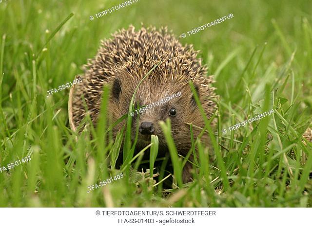 hedgehog in the meadow