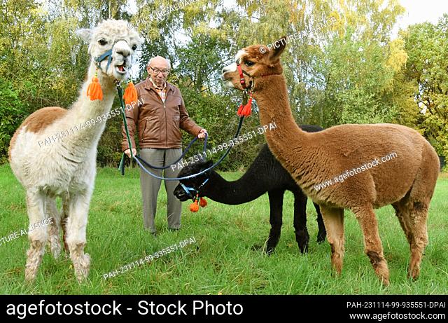 03 November 2023, Saxony, Delitzsch: 82-year-old Bernd Düsel takes the three Tierpark alpacas Nelly, Peaces and Lara Madonna (l-r) for a walk in Delitzsch Park