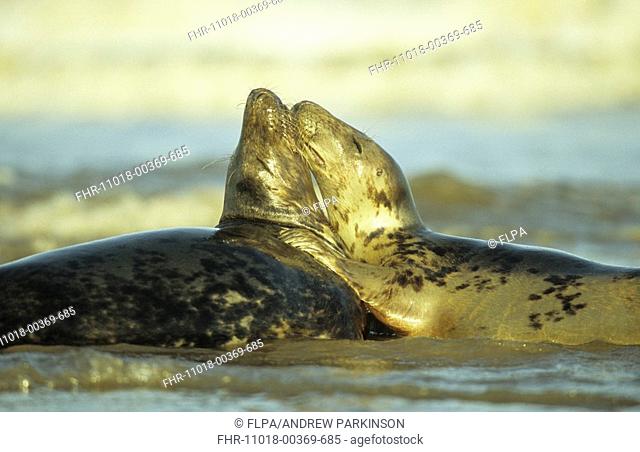 Grey Seal Halichoerus grypus Male and female play affectionately - Donna Nook, Lincolnshire, England