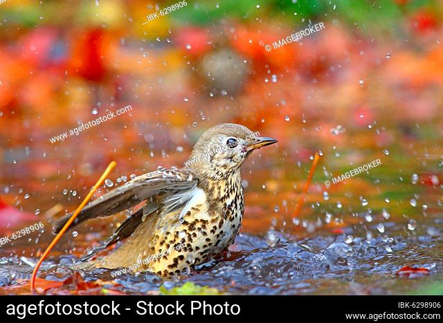 Mistle thrush (Turdus viscivorus) bathes in shallow water with autumn leaves, Solms, Hesse, Germany, Europe