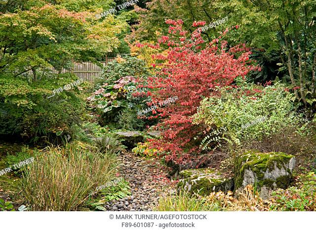 Redvein Enkianthus by dry stream bed w/ Japanese Maples (Enkianthus campanulatus; Acer palmatum). Bellevue Botanical Garden, WA