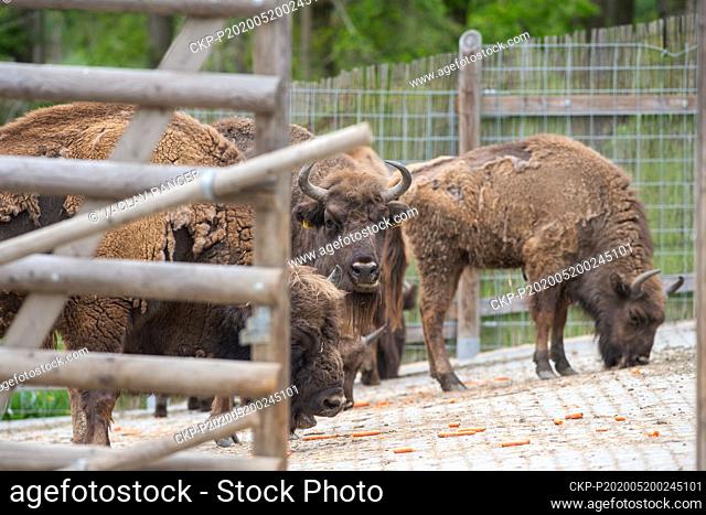 European bison (Bison bonasus) is seen in the Tabor Zoo, Czech Republic, on May 20, 2020. (CTK Photo/Vaclav Pancer)