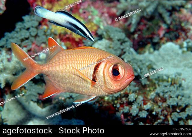 Blotcheye Soldierfish and Cleaner Wrasse, White seam soldierfish (Myripristis murdjan) and cleaner wrasse, Other animals, other animals, Unterwasser