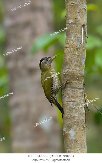 Streak throated woodpecker, female, Picus xanthopygaeus, Salim Ali Bird Sanctuary, Thattekad, Kerala, India