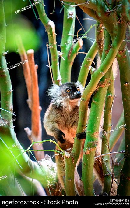 FUENGIROLA, ANDALUCIA/SPAIN - JULY 4 : Female Black Lemur at the Bioparc in FuengirolaCosta del Sol Spain on July 4, 2017
