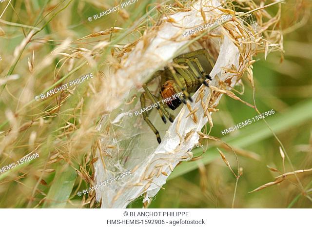 France, Morbihan, Araneae, Miturgidae, Yellow sac spider (Chirachantium punctarium), female in its silky lodge