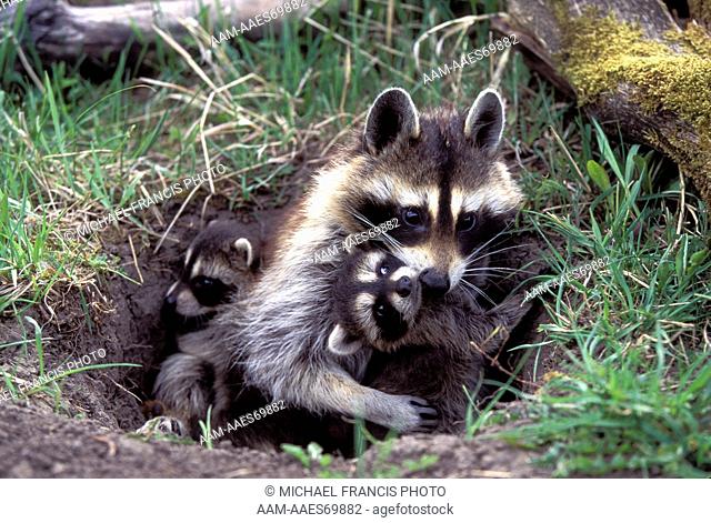 Common Raccoon (Procyon lotor), adult female with young at den Animals of Montana Bozeman Montana