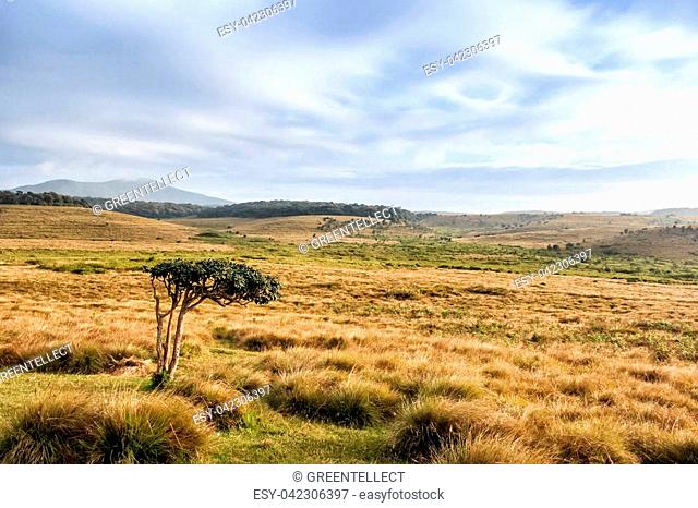 Scenic view of savanna in Horton Plains national park, Sri Lanka