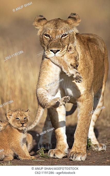 Lioness (Panthera leo) carrying her cub aged 2-3 months while another looks on, Maasai Mara National Reserve, Kenya