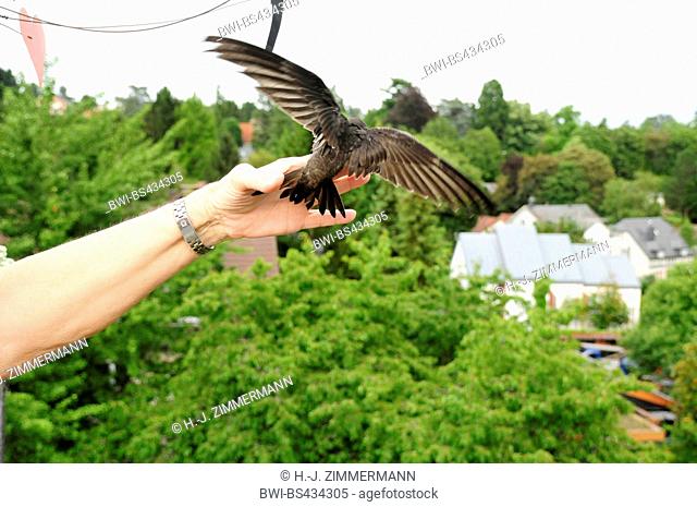 Eurasian swift (Apus apus), young swift on a hand taking off, Germany, Hesse