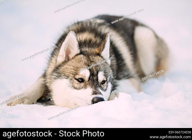 Funny Husky Puppy Dog Sit In Snow. Winter Season. Dog Looking At Right Side