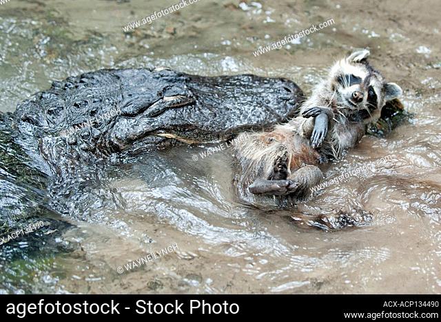 Adult alligator (Alligator mississippiensis) scavenging a dead raccoon, central Florida, USA