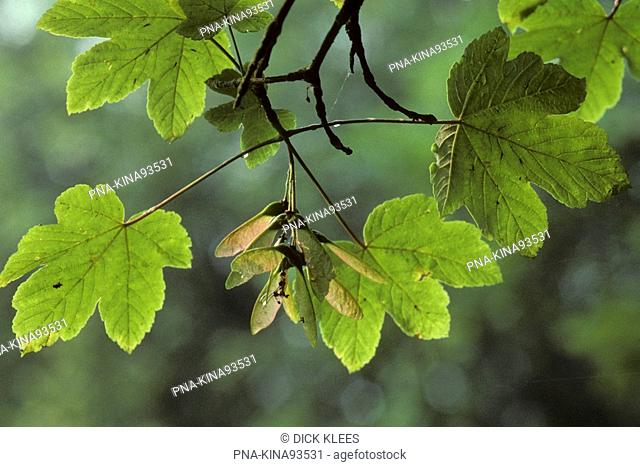 Sycamore Acer pseudoplatanus