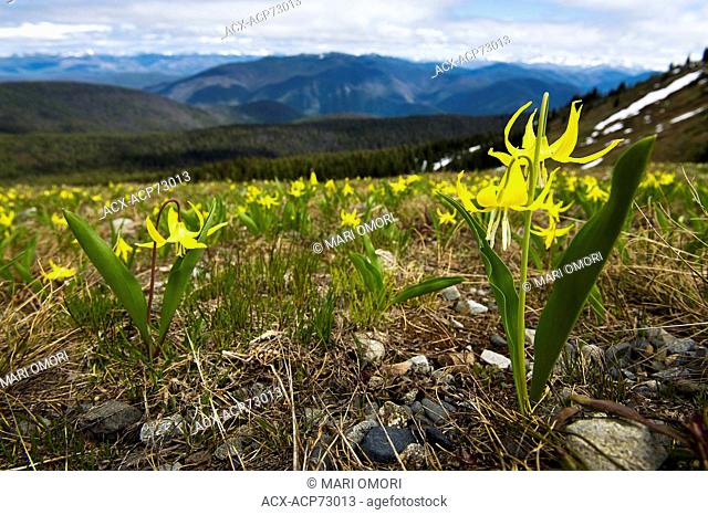 Glacier lilies grow along the Paintbrush trail in Manning Provincial Park, BC, Canada