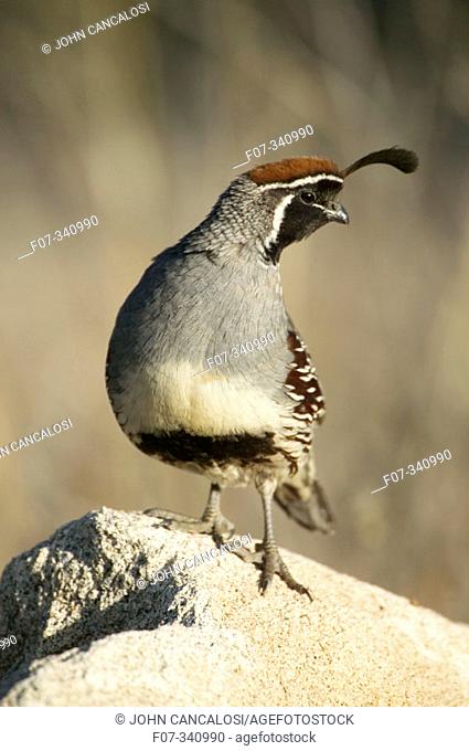 Male gambel's quail (Callipepla gambelii). Sonoran desert resident. Common in desert scrublands and thickets usually near permanent water. Arizona