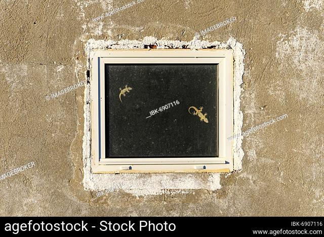 Two geckos on the window of unfinished house, Algarve, Portugal, Europe