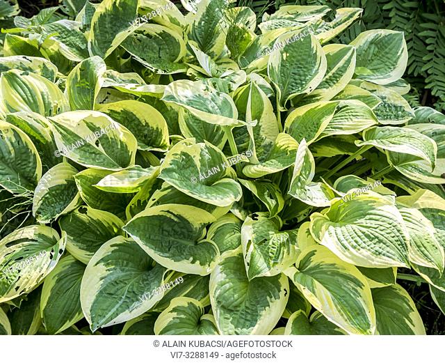 Plantain Lily / Hosta 'White Brim'