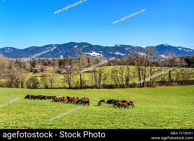 Germany, Bavaria, Upper Bavaria, Tölzer Land, Wackersberg, Solitude Prösteln, flock of sheep