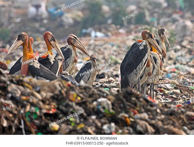 Greater Adjutant Leptoptilos dubius adults, flock scavenging on rubbish dump, Guwahati, Assam, India, january