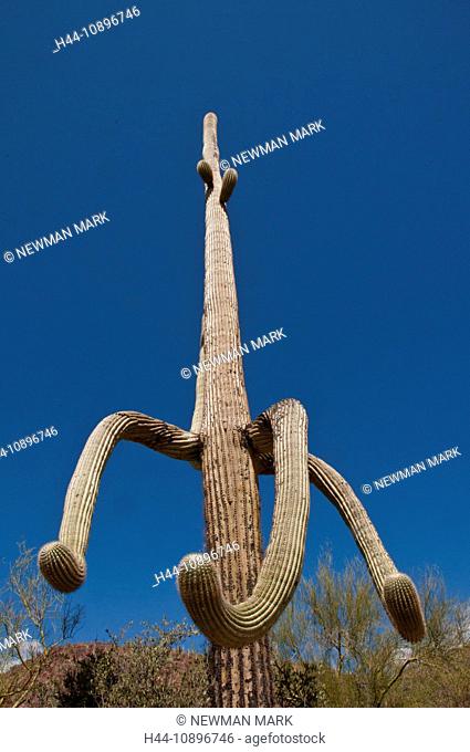 Saguaro National Park, Arizona, USA, America, North America, cactus, plants