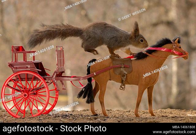 close up of red squirrel driving a horse carriage