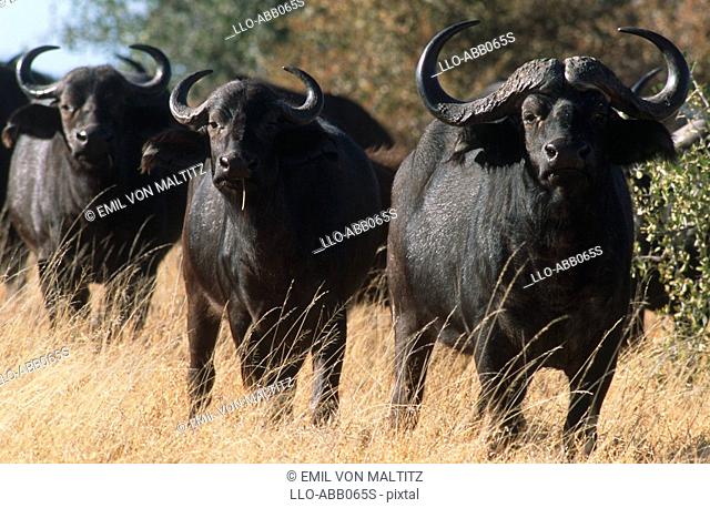 Herd of Buffalo Syncerus caffer Standing in the Bushveld  Nkasa Rupara National Park, Eastern Caprivi, Namibia