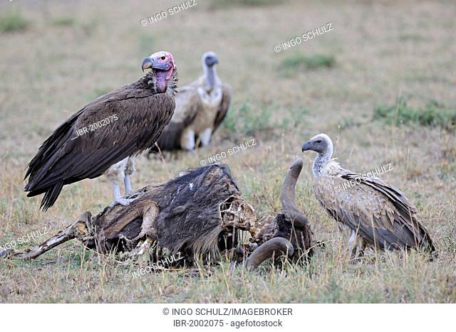 Lappet-faced vultures (Torgos tracheliotos) and Rueppell's vultures (Gyps rueppellii) feeding on dead blue wildebeest (Connochaetes taurinus), carrion