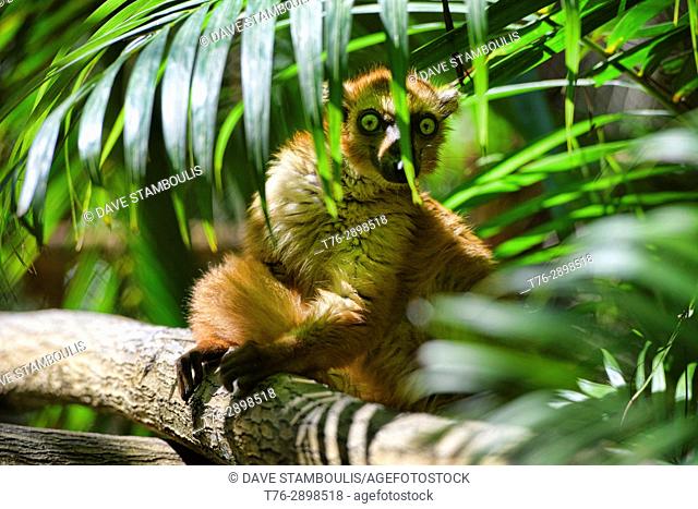 Red-fronted brown lemur (Eulemur rufifrons), Kirindy National Park, Madagascar