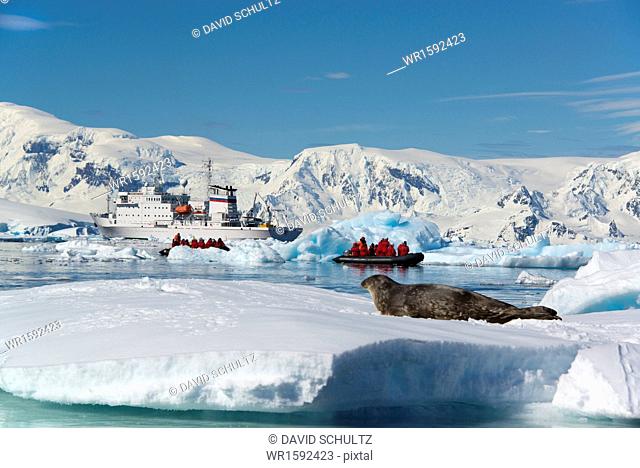 People in small inflatible zodiac rib boats on the calm water around small islands of the Antarctic. A crabeater seal on the ice