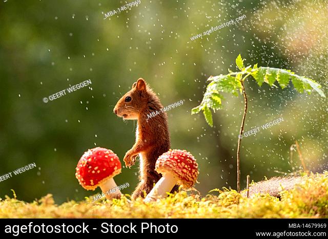 red squirrel with mushrooms in rain